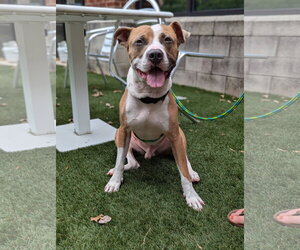 American Staffordshire Terrier-Boxer Mix Dogs for adoption in Holly Springs, NC, USA