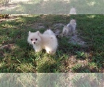 Small Photo #18 Pomeranian Puppy For Sale in DINWIDDIE, VA, USA