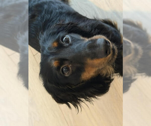 Medium Photo #3 Dachshund Puppy For Sale in Los Angeles, CA, USA