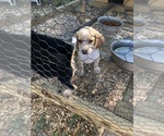 Small Photo #7 Beagle Puppy For Sale in ANNISTON, AL, USA