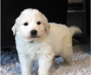 Great Pyrenees Puppy for sale in CLAYTON, WA, USA