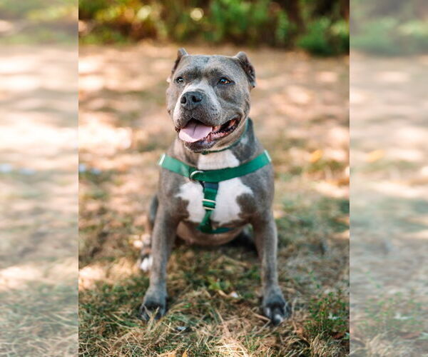 Medium Photo #1 American Staffordshire Terrier Puppy For Sale in Lawrenceville, NJ, USA