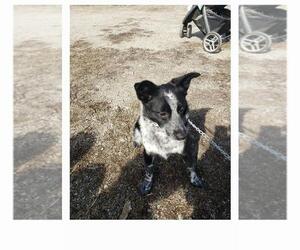 Australian Stumpy Tail Cattle Dog-Unknown Mix Puppy for sale in HAZLETON, IA, USA