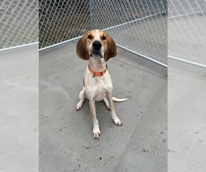 Coonhound-Redbone Coonhound Mix Dogs for adoption in Muskegon, MI, USA