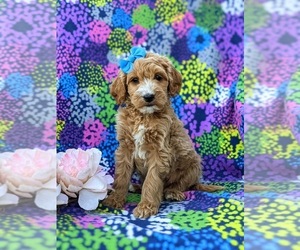 Goldendoodle Puppy for sale in QUARRYVILLE, PA, USA
