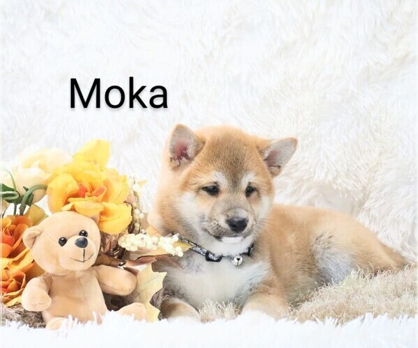 Medium Photo #3 Shiba Inu Puppy For Sale in LOYAL, WI, USA