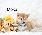 Small #2 Shiba Inu
