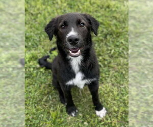 Border Collie-Unknown Mix Dogs for adoption in Columbus, IN, USA