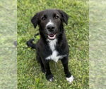 Maggie - Female Border Collie-Unknown Mix Dog for Adoption - Small photo