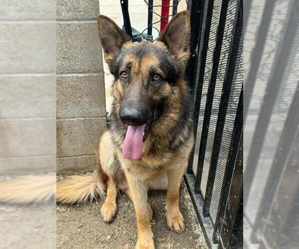 Medium Photo #3 German Shepherd Dog Puppy For Sale in Riverside, CA, USA