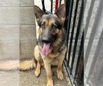 Small #2 German Shepherd Dog