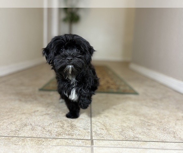 Medium Photo #3 Morkie Puppy For Sale in TUCSON, AZ, USA