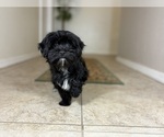 Small #2 Morkie