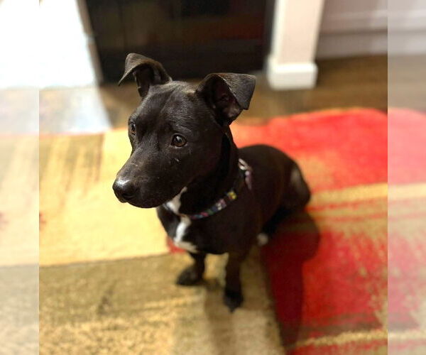 Medium Photo #3 American Pit Bull Terrier-Dachshund Mix Puppy For Sale in Milwaukie, OR, USA