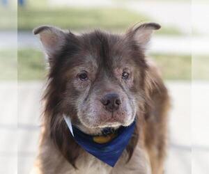 Chow Chow-Unknown Mix Dogs for adoption in San Antonio, TX, USA
