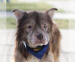 Small Chow Chow Mix