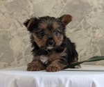 Small Photo #39 Yorkshire Terrier Puppy For Sale in GOSHEN, IN, USA