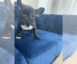 Small Photo #43 French Bulldog Puppy For Sale in DENVER, CO, USA
