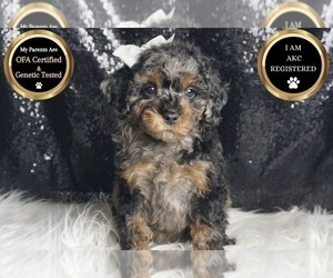 Medium Poodle (Toy)