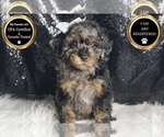 Puppy Crumpet AKC Poodle (Toy)