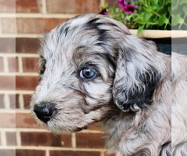 Medium Photo #1 Aussiedoodle Puppy For Sale in COLUMBIA, TN, USA