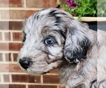 Image preview for Ad Listing. Nickname: Freya