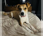Small #14 American Pit Bull Terrier Mix