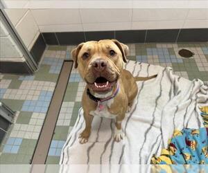 Staffordshire Bull Terrier-Unknown Mix Dogs for adoption in Fort Collins, CO, USA