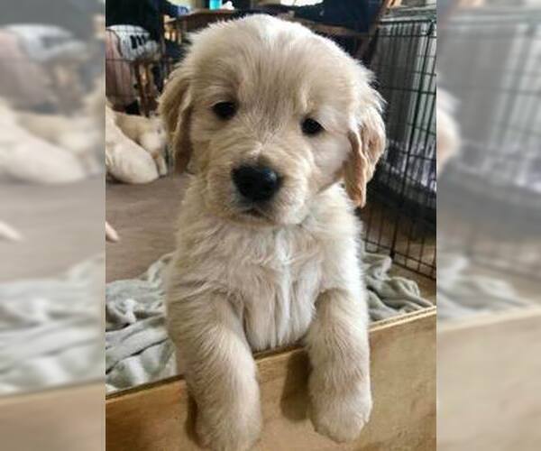 Medium Photo #1 Golden Retriever Puppy For Sale in LIVONIA, MI, USA