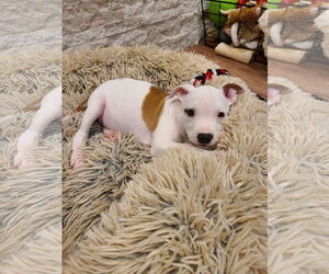 American Pit Bull Terrier-Unknown Mix Dogs for adoption in Des Moines, IA, USA