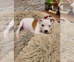Small American Pit Bull Terrier Mix
