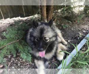 Keeshond Puppy for sale in HIGH POINT, NC, USA