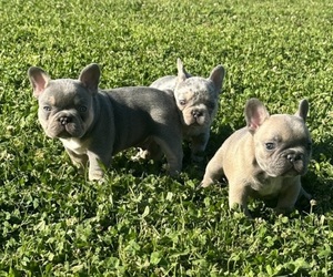 French Bulldog Puppy for sale in HOLDENVILLE, OK, USA