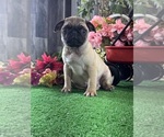 Small #1 Pug