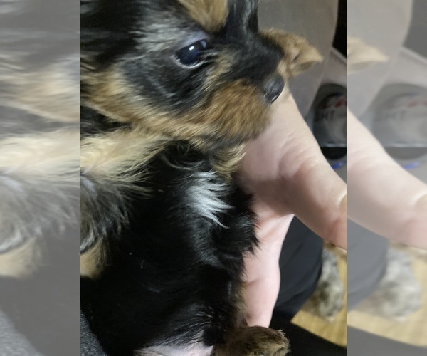 Medium Photo #4 Yorkshire Terrier Puppy For Sale in SOUTHPORT, NC, USA