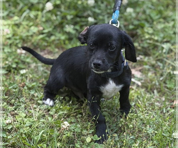 Medium Photo #6 Cocker Spaniel Puppy For Sale in Yardley, PA, USA