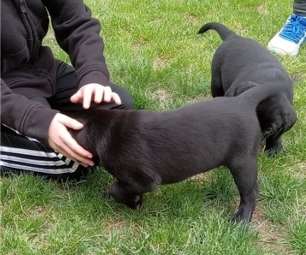 Medium Photo #17 Labrador Retriever Puppy For Sale in ORANGE, MA, USA