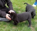 Small Photo #17 Labrador Retriever Puppy For Sale in ORANGE, MA, USA