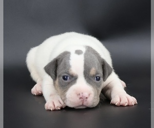 American Bully Puppy for sale in CHAMPAIGN, IL, USA