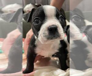 Boston Terrier Puppy for sale in TEMPLE, TX, USA