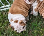 Small Photo #2 Bulldog Puppy For Sale in GREEN FOREST, AR, USA