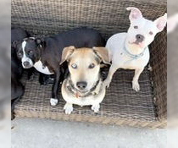 Medium Photo #5 American Staffordshire Terrier-Staffordshire Bull Terrier Mix Puppy For Sale in HOUSTON, TX, USA