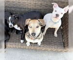 Small #4 American Staffordshire Terrier-Staffordshire Bull Terrier Mix