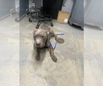 Small American Staffordshire Terrier