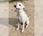 Small #1 Labrador Retriever Mix