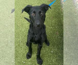 Labrador Retriever-Unknown Mix Dogs for adoption in Fayetteville, NC, USA