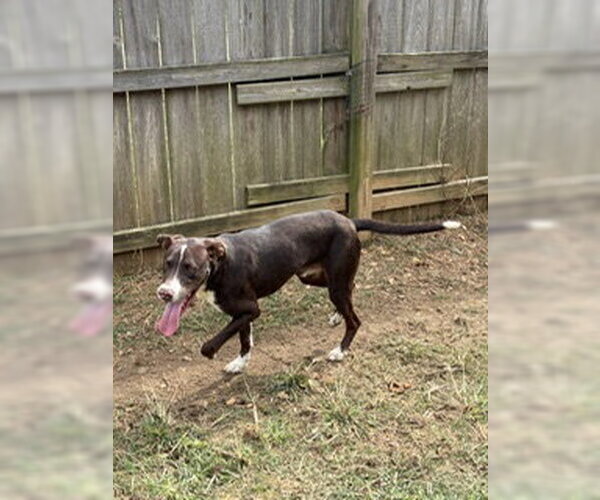 Medium Photo #3 Mutt Puppy For Sale in Jackson, MS, USA