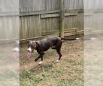 Small #2 Mutt