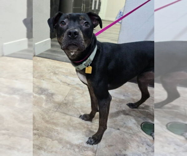 Medium Photo #4 Mutt Puppy For Sale in Lakewood, CO, USA