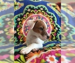 Small Photo #11 Jack Russell Terrier Puppy For Sale in TREZEVANT, TN, USA